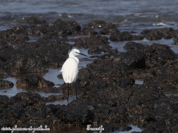 Aigrette garzette